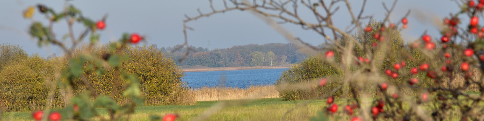 Ufer des Beetzsees