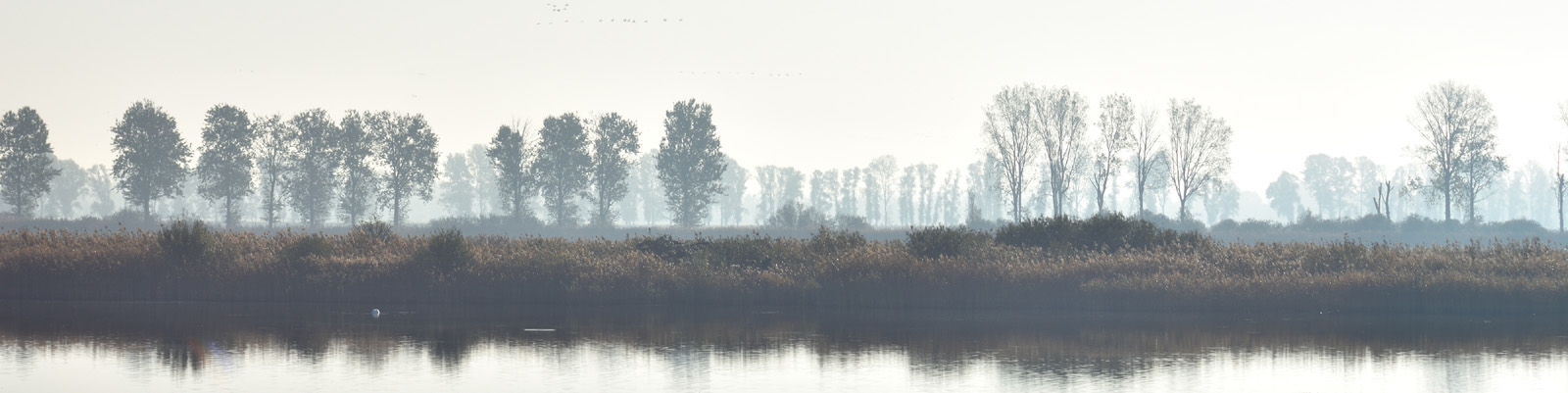 Uferlinie mit Baeumen im Nebel
