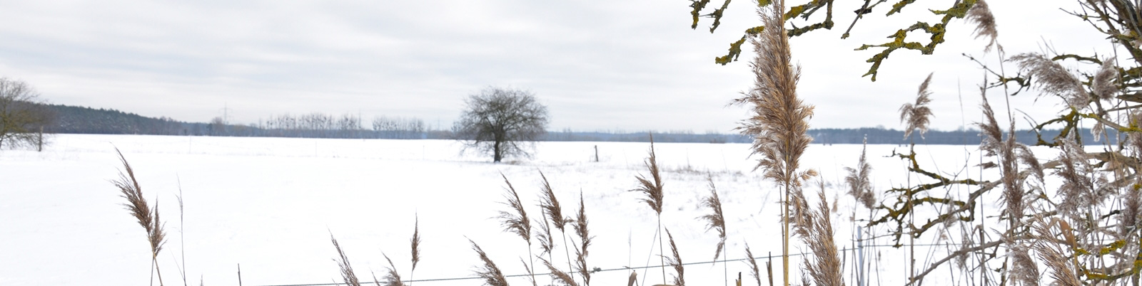 verschneites Feld mit Baum